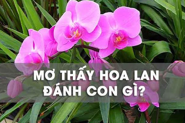 Giải mã giấc mơ thấy hoa lan Điềm báo gì cho bạn?