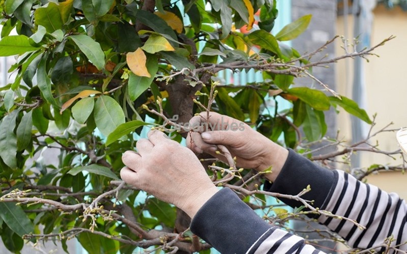 Mơ Thấy Cây Mai Đánh Số Gì