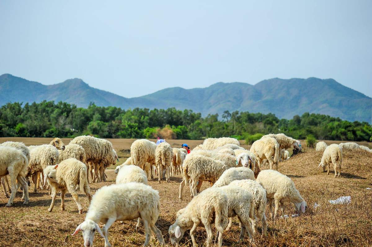 Mơ Thấy Con Cừu Ý Nghĩa và Những Con Số May Mắn