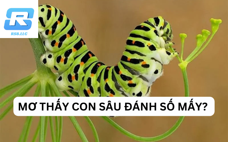 Mơ Thấy Con Sâu Và Ý Nghĩa Đằng Sau Giấc Mộng